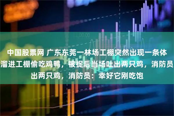 中国股票网 广东东莞一林场工棚突然出现一条体型巨大的蟒蛇，溜进工棚偷吃鸡鸭，被捉后当场吐出两只鸡，消防员：幸好它刚吃饱