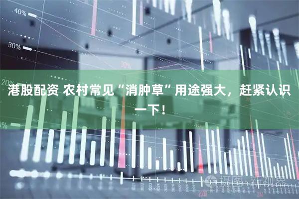 港股配资 农村常见“消肿草”用途强大，赶紧认识一下！